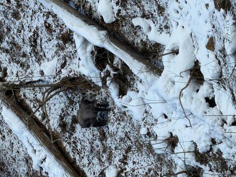 A wild animal, possibly a Japanese serow, standing on a snowy mountain slope.