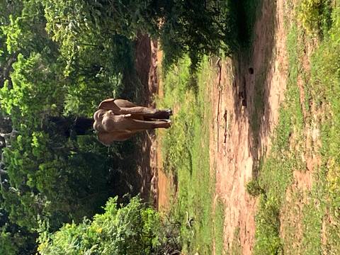       Elephant walking towards the camera in a green, forested area.
  