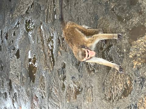 A monkey stands on the ground, surrounded by wet rock surfaces.