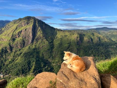 A dog sitting on a rock overlooking a vast, green mountainous landscape.