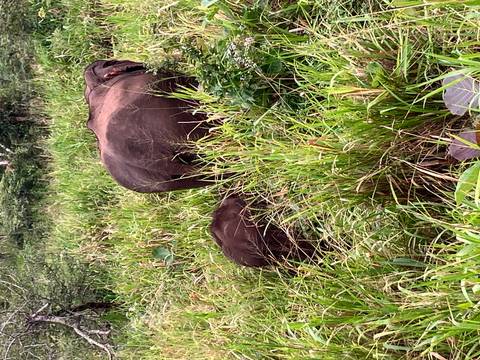 Adult and baby elephant walking through tall grass in a forest.