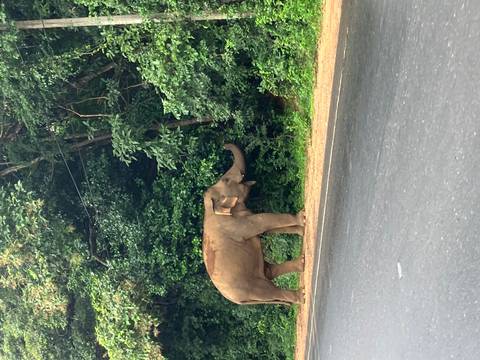       Elephant by the roadside with dense greenery in the background.
  