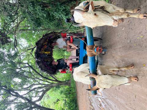       Two people sitting in a decorated ox-drawn cart in a wooded area.
  