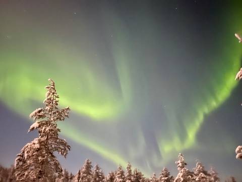 Northern lights display over snowy trees.