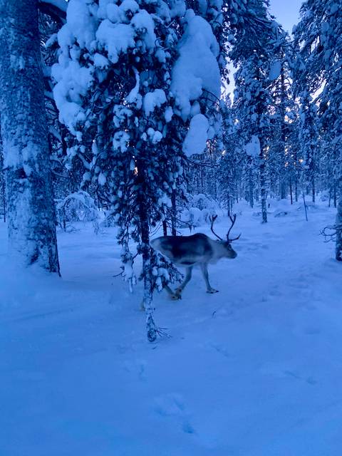 A reindeer walking in a snowy forest at twilight.