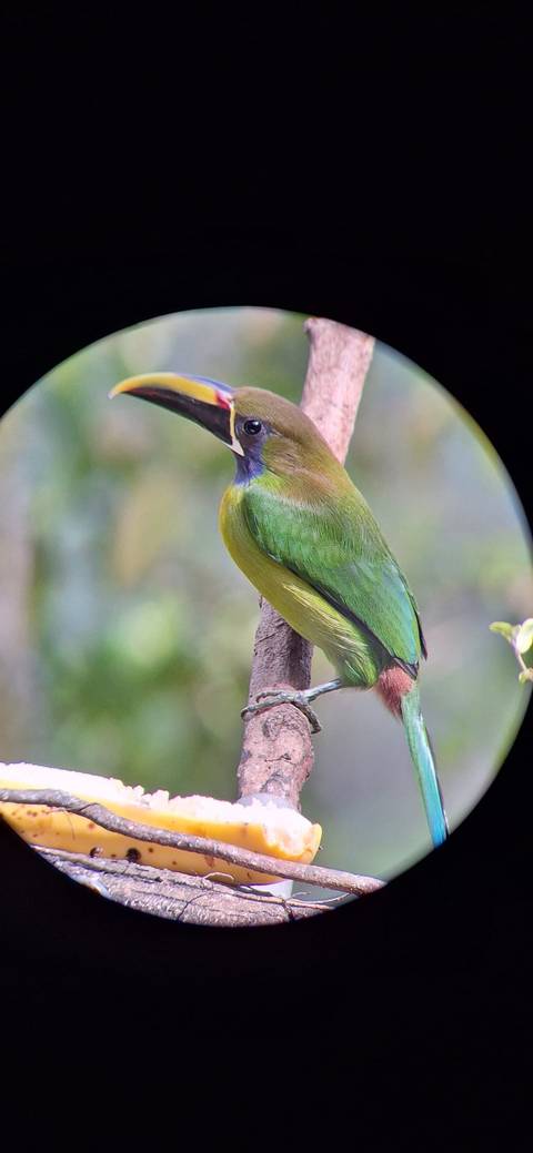 Klantbeoordelingsfoto van Costa Rica Klassiek 12 Dagen - One Life Adventures 