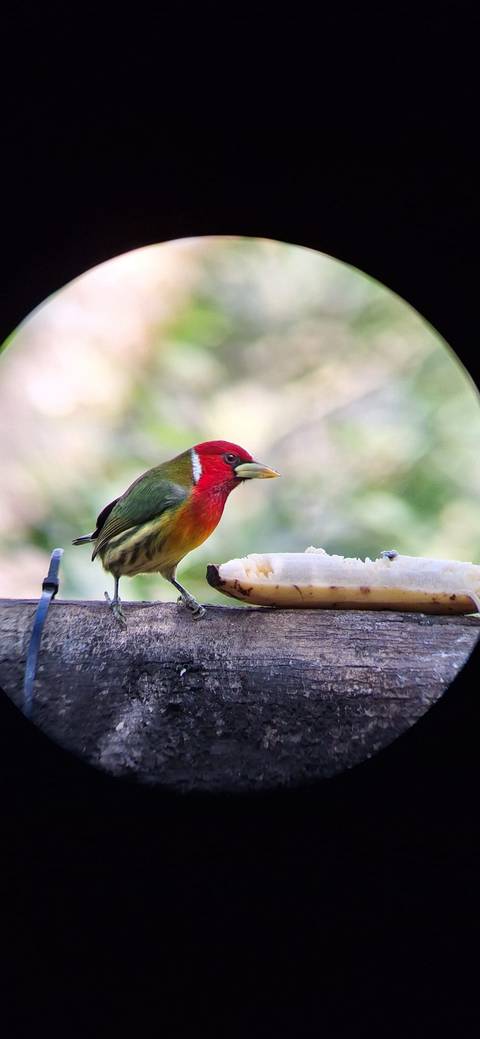 Klantbeoordelingsfoto van Costa Rica Klassiek 12 Dagen - One Life Adventures 