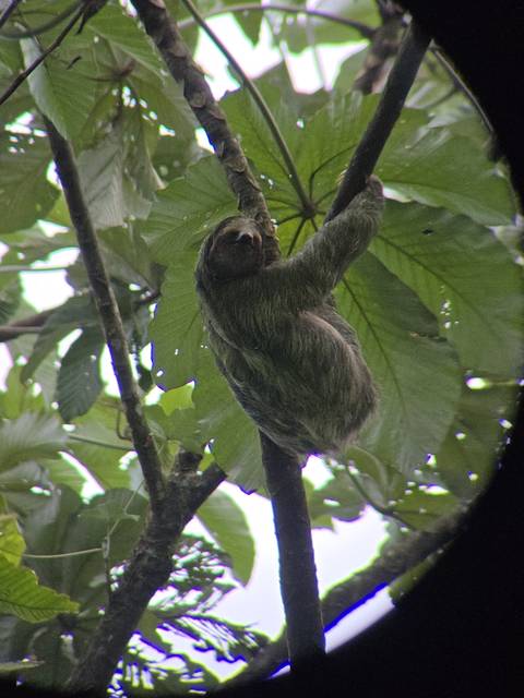A sloth hanging from a tree branch in a lush forest.