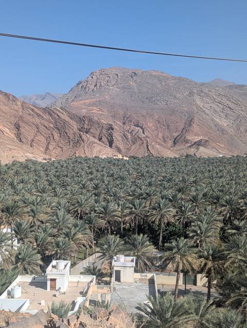 View of a lush palm grove with rocky mountains in the background.