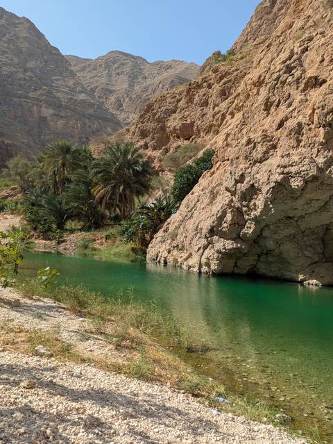 Lush palm trees beside a calm, clear river in a rocky landscape.