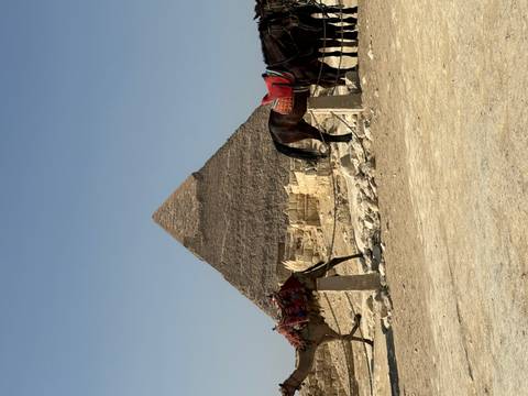 Pyramid in the background with horses and camels.