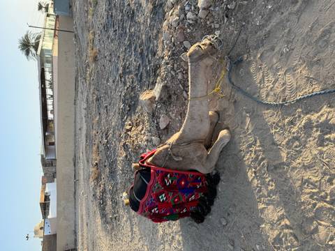 Sitting camel with decorative blankets lying on sandy ground.
