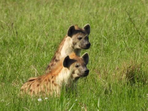 Two hyenas standing alert in grassy savannah.