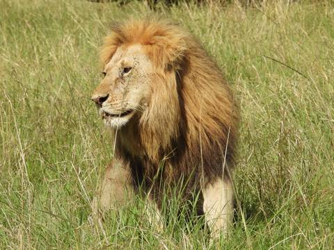 Lion with a majestic mane walking through the grass.