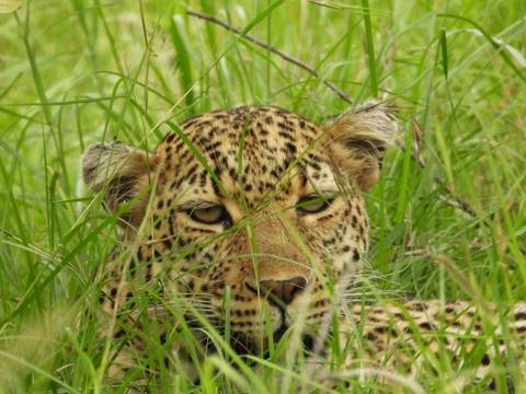       Leopard hiding in tall grass with piercing eyes.
  