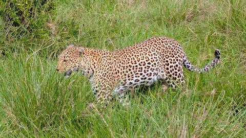Leopard walking through the grass, fully visible.