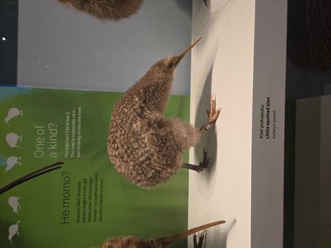       Exhibit of a kiwi bird inside a display case.
  