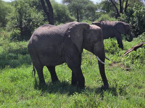 Elephants walking through a lush green area.