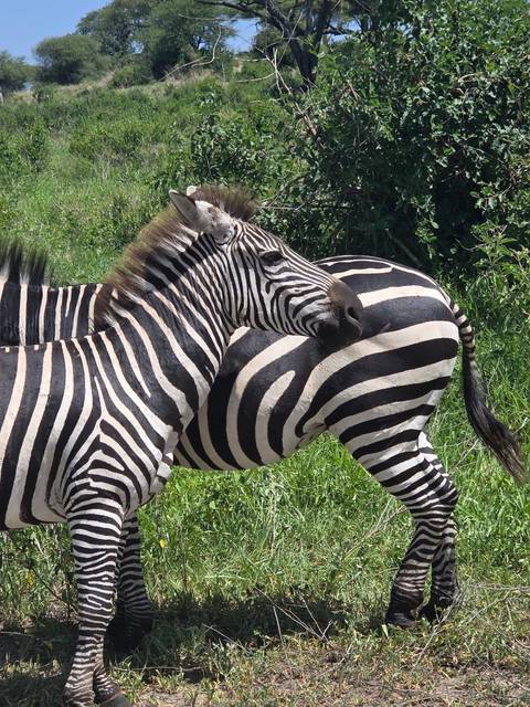Close-up of zebras with stripes creating an interesting pattern.