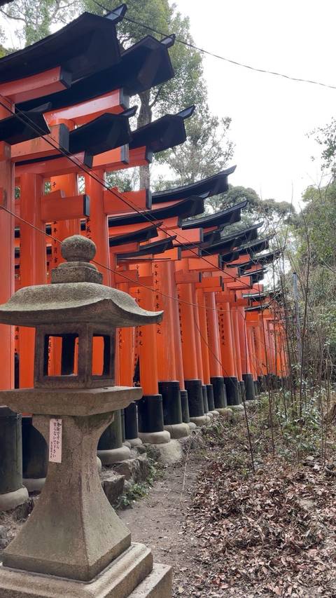 Fushimi Inari Taisha shrine with a row of red torii gates.