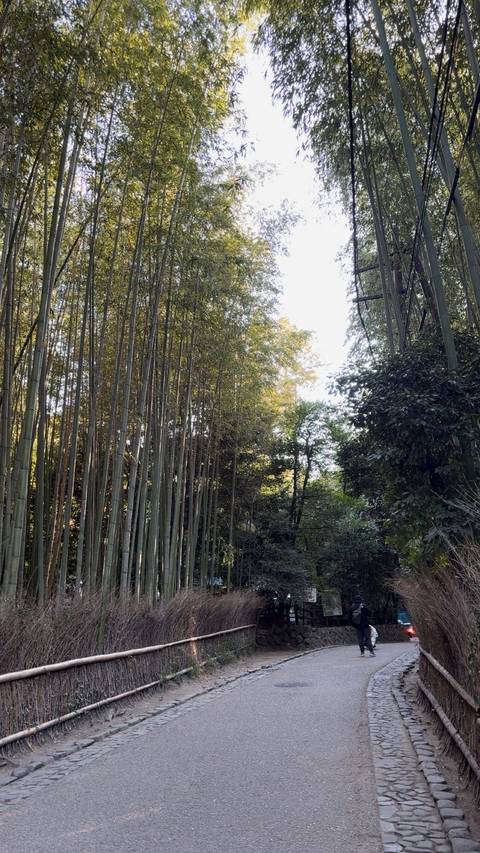 A serene bamboo forest with tall bamboo trees.