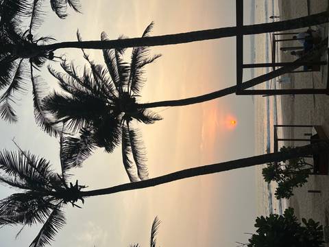      Silhouetted palm trees against a vibrant sunset on a beach.
  