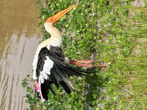 A colorful stork standing in a lush, watery habitat.