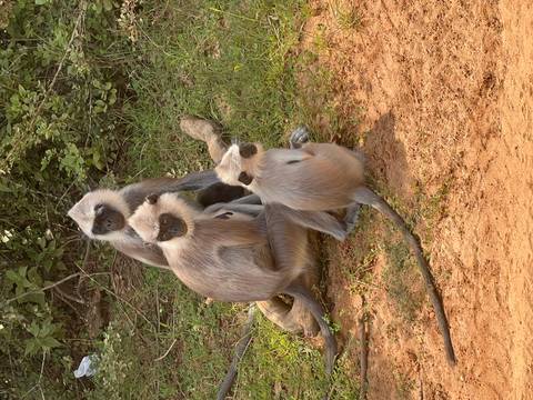       A group of three monkeys sitting on the ground.
  