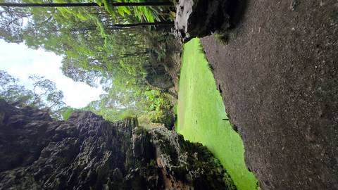 Canyon like area surrounded by forest with a clear view from a cave.