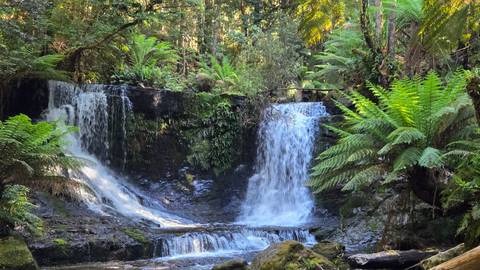       Waterfall in a lush green forest setting.
  