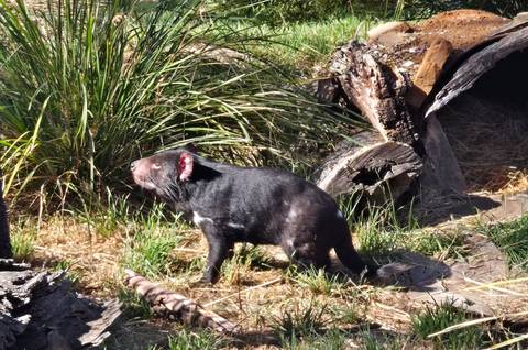       Close-up of a Tasmanian devil on rocky terrain.
  