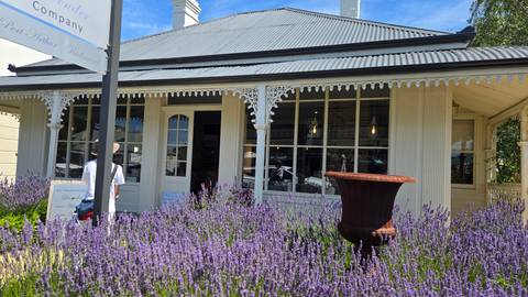      Person outside a white historical building with lavender flowers in the foreground.
  