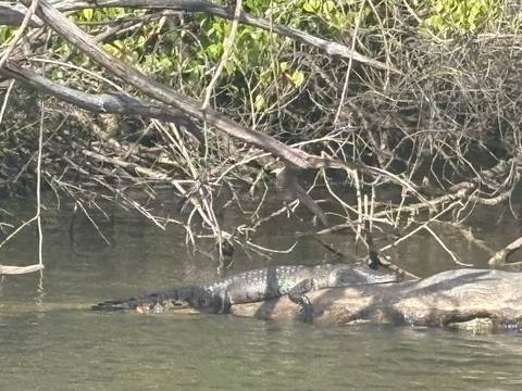 Crocodile resting on a log in a river surrounded by vegetation.