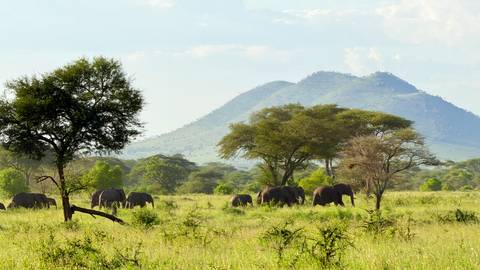 Landscape with elephants grazing, acacia trees, and distant mountains.