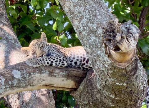 Leopard cub sleeping on a tree branch with lush green background.