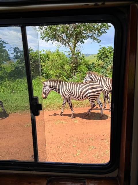 Zebras walking on a dirt path, viewed from inside a vehicle.