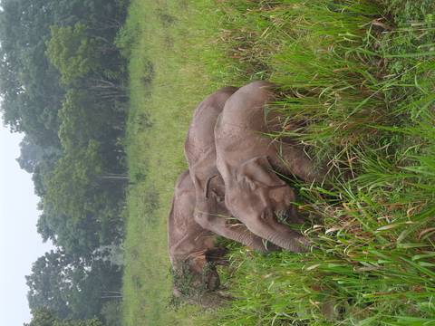       Three elephants grazing in a lush green field
  