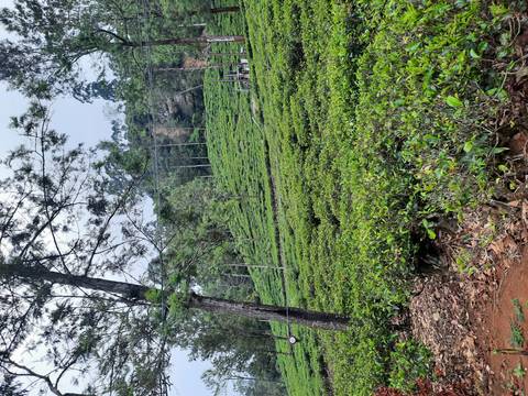 Lush green tea plantation on a hillside
