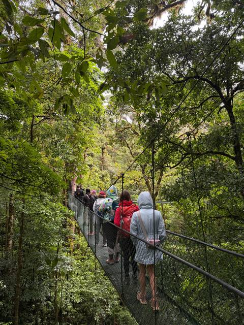       Group of people walking on a canopy trail in a lush forest.
  