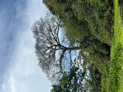       Tall tree with a distinctive shape in a green area.
  