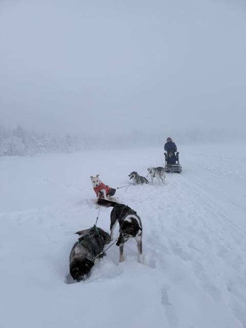 Dog sledding in a snowy landscape with a person guiding the sled.