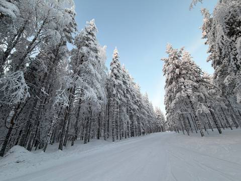 Snow-covered forest path lined with tall trees, creating a winter wonderland.