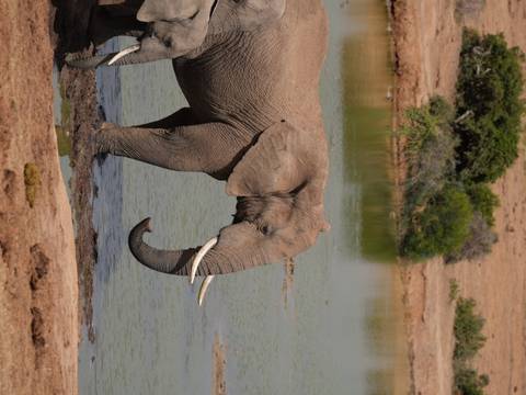       An elephant near a waterhole with lush vegetation around.
  