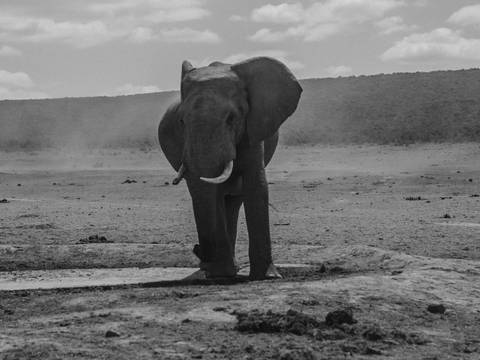       A black and white image of an elephant in a dry landscape.
  