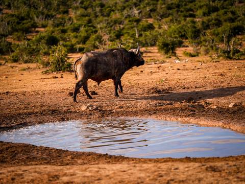       A buffalo walking near a waterhole in a savannah landscape.
  