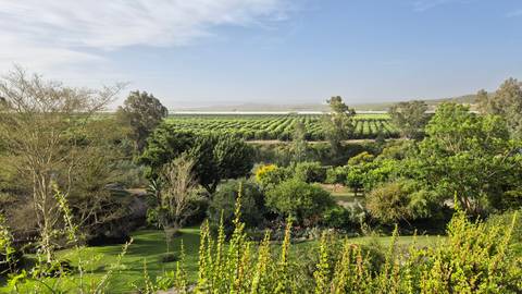       A wide view of lush countryside with vineyards and agricultural fields.
  