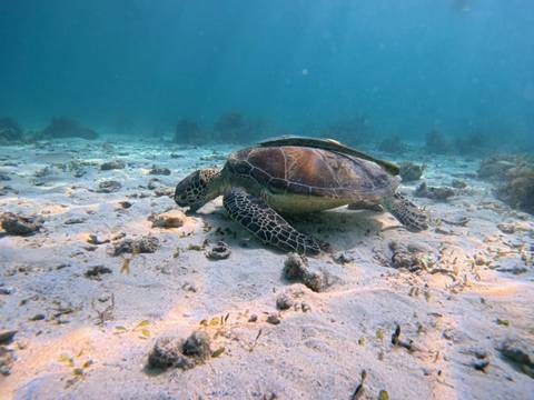 Sea turtle swimming underwater near coral reefs
