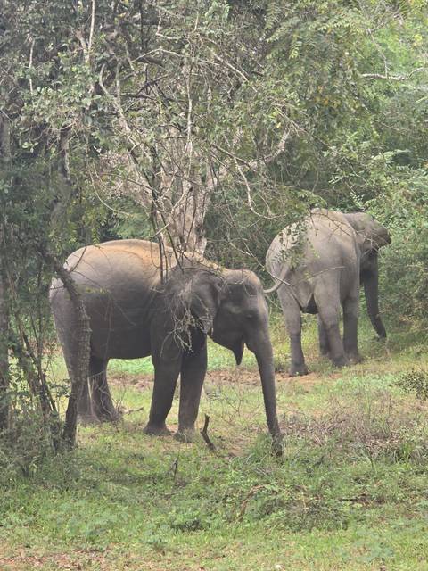       Two elephants in a forested area.
  