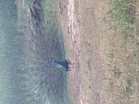       Peacock with tail feathers spread.
  