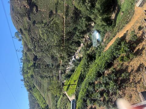       Tea plantations on rolling hills.
  